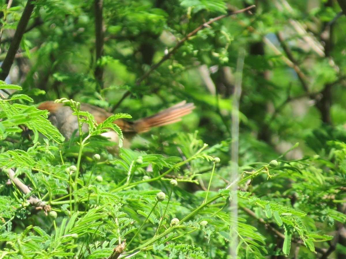 Pale-breasted Spinetail - ML644144129
