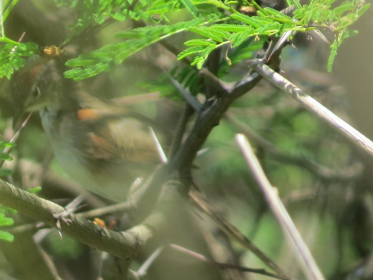 Pale-breasted Spinetail - ML644144130