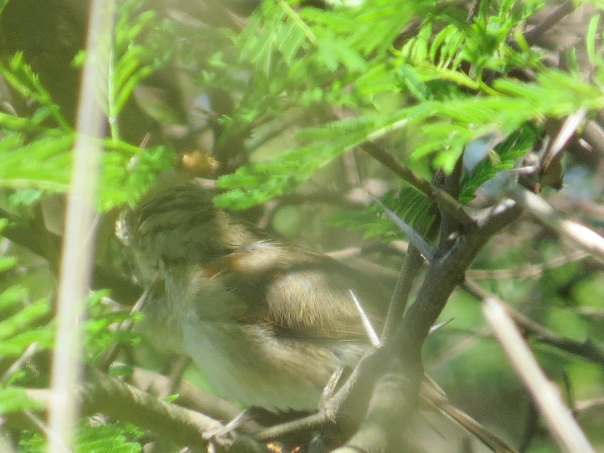 Pale-breasted Spinetail - ML644144131