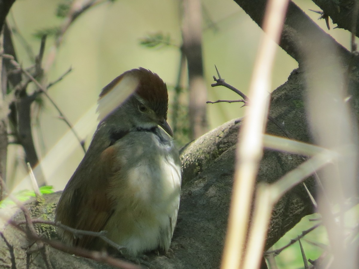 Pale-breasted Spinetail - ML644144132
