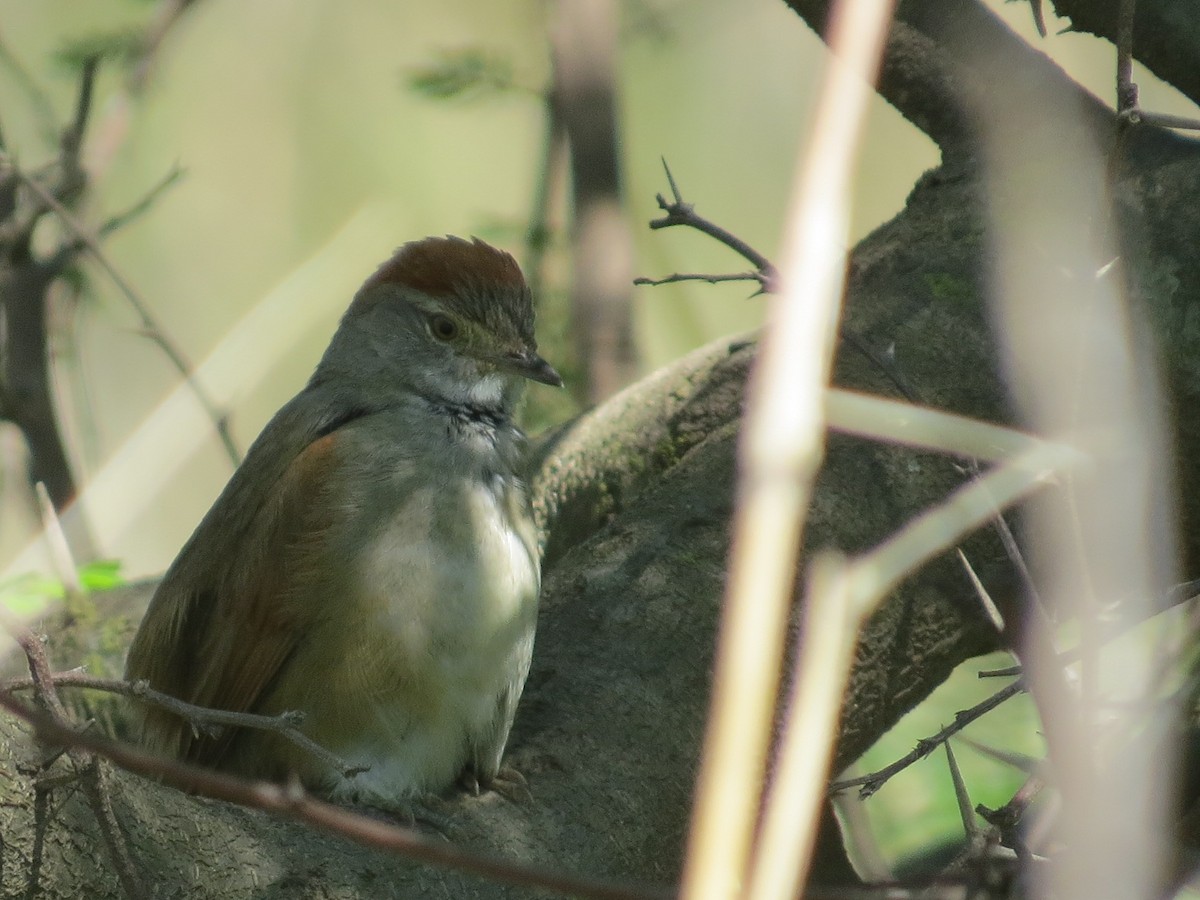 Pale-breasted Spinetail - ML644144133