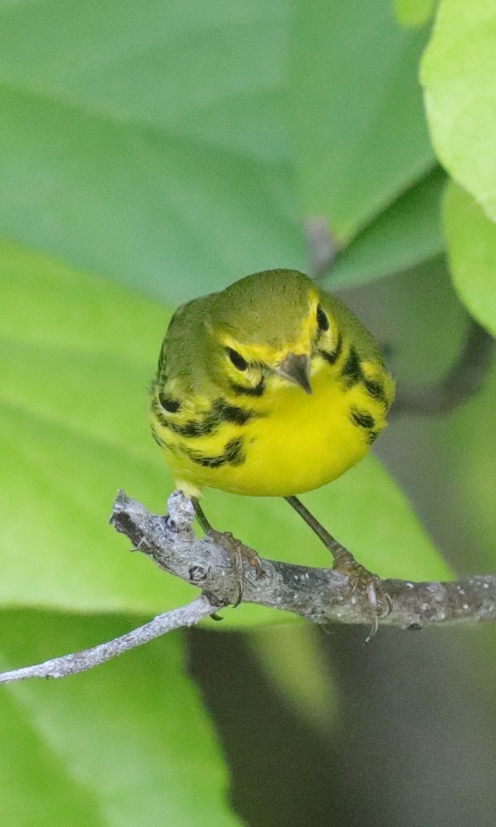 Prairie Warbler - ML644144138