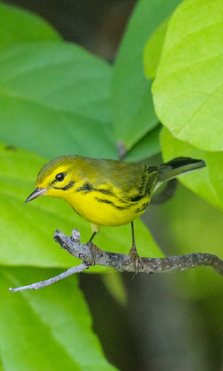 Prairie Warbler - ML644144139