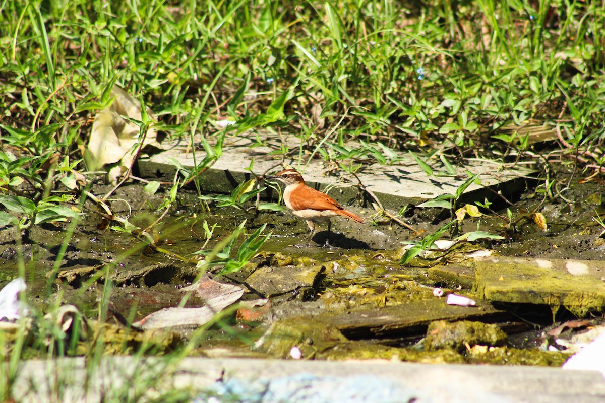 Wing-banded Hornero - ML644144144