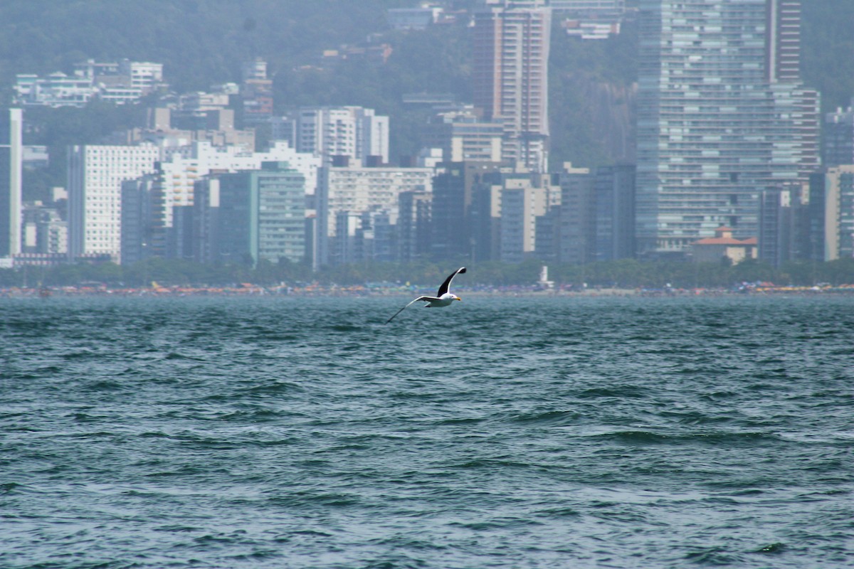 Kelp Gull - ML644144146
