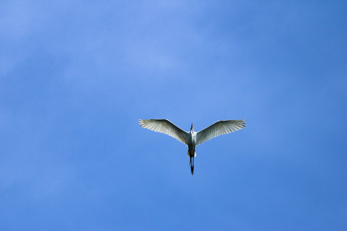 Great Egret - ML644144151