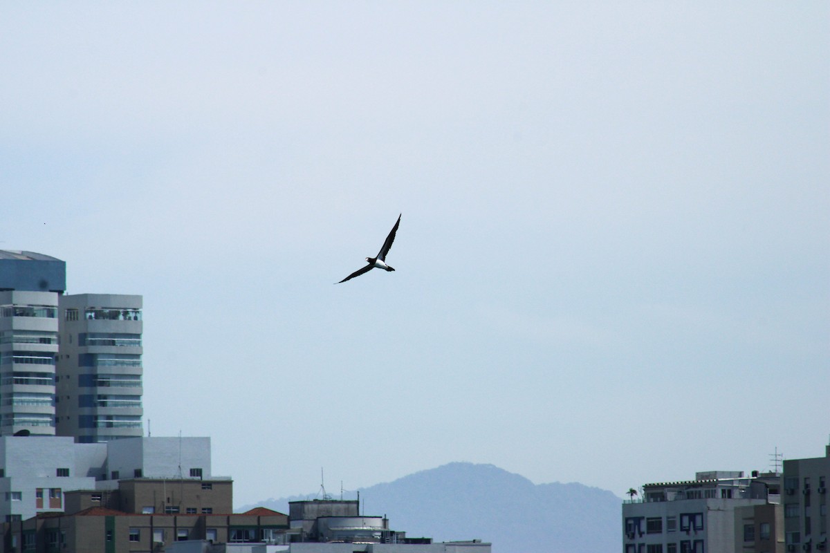 Brown Booby - ML644144154