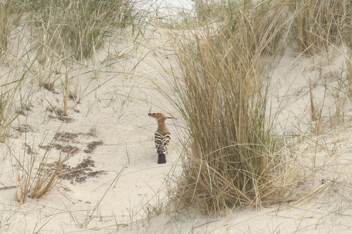 Common Hoopoe - ML644144155
