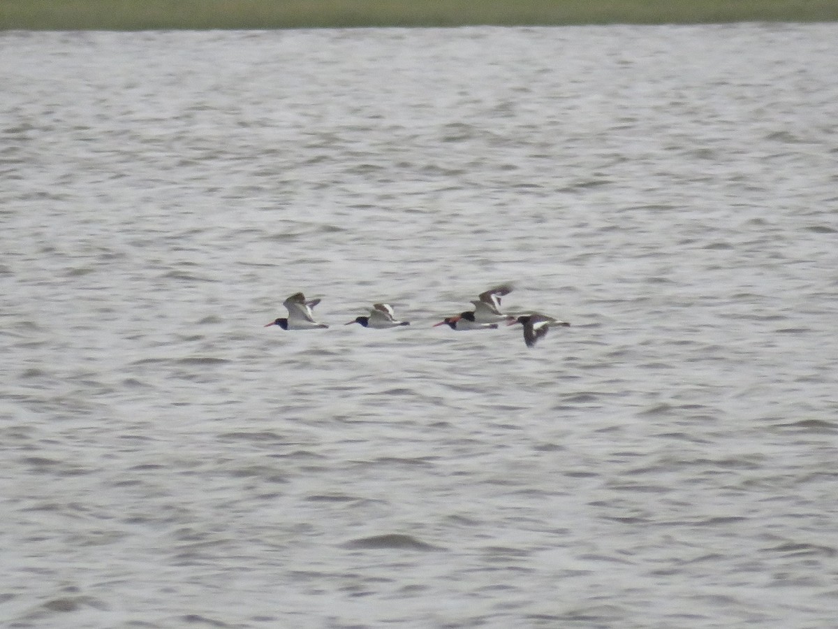 アメリカミヤコドリ - ML644144161