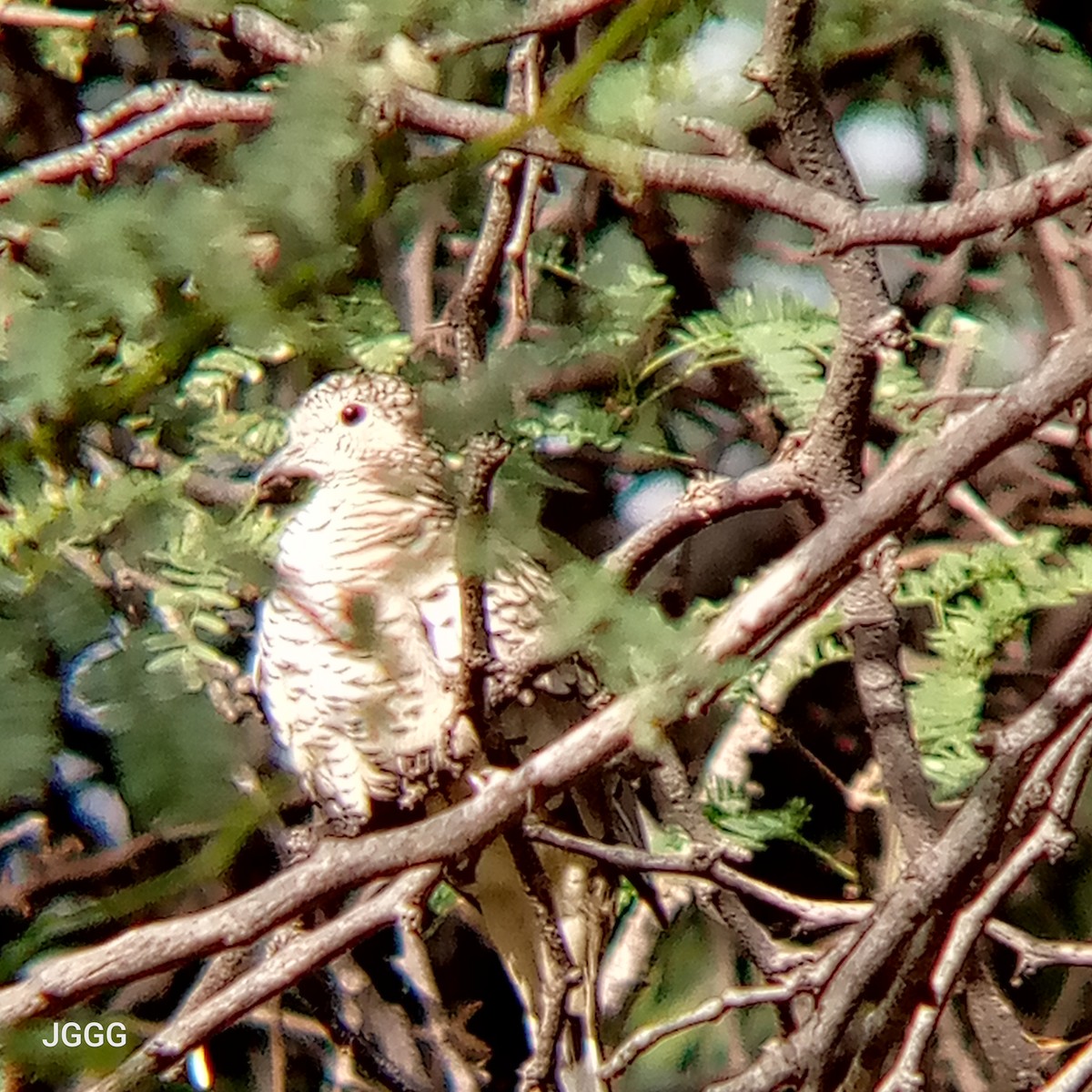 Scaled Dove - ML644144162