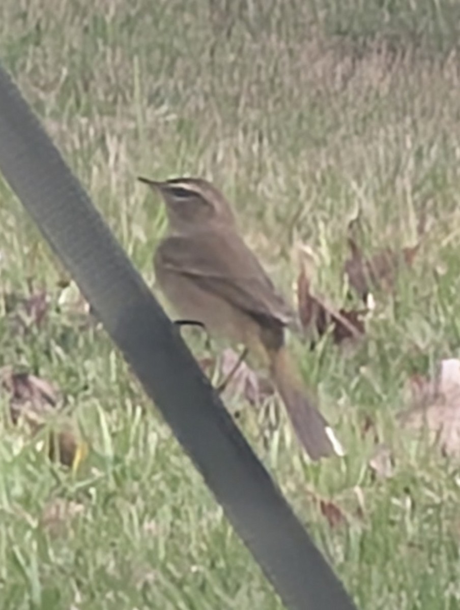 Palm Warbler - ML644144163