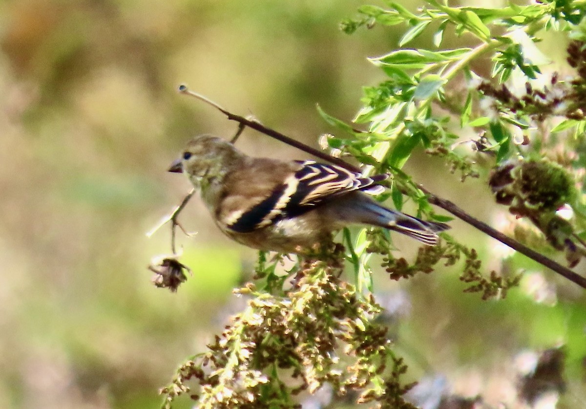 American Goldfinch - ML644144164
