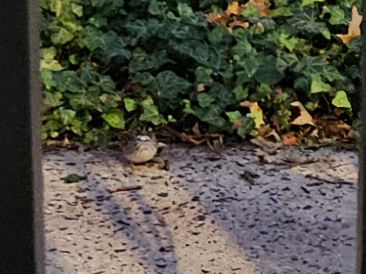 White-throated Sparrow - ML644144165