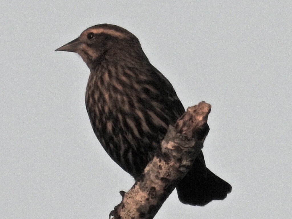 Red-winged Blackbird - ML644144168