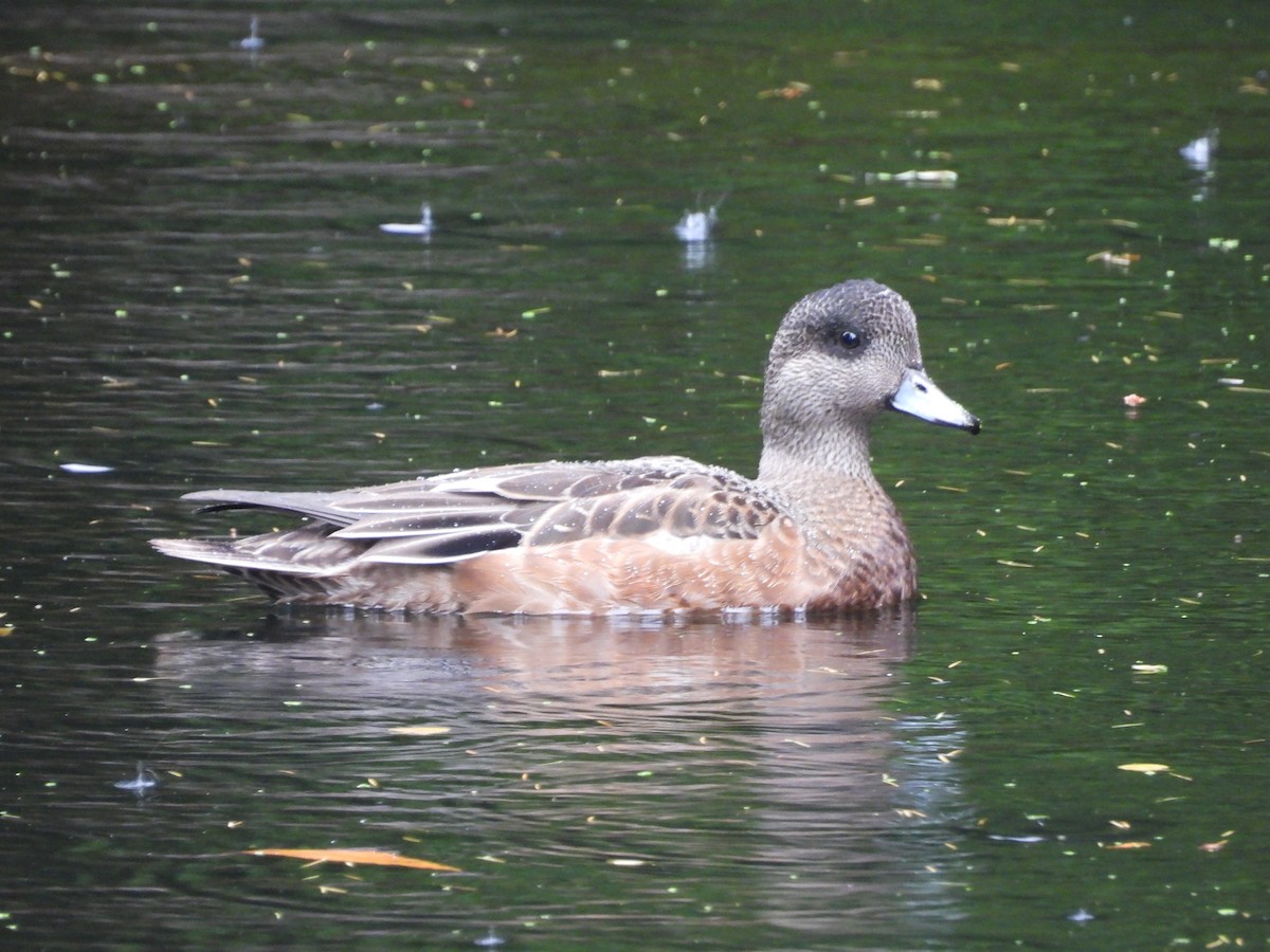 American Wigeon - ML644144169