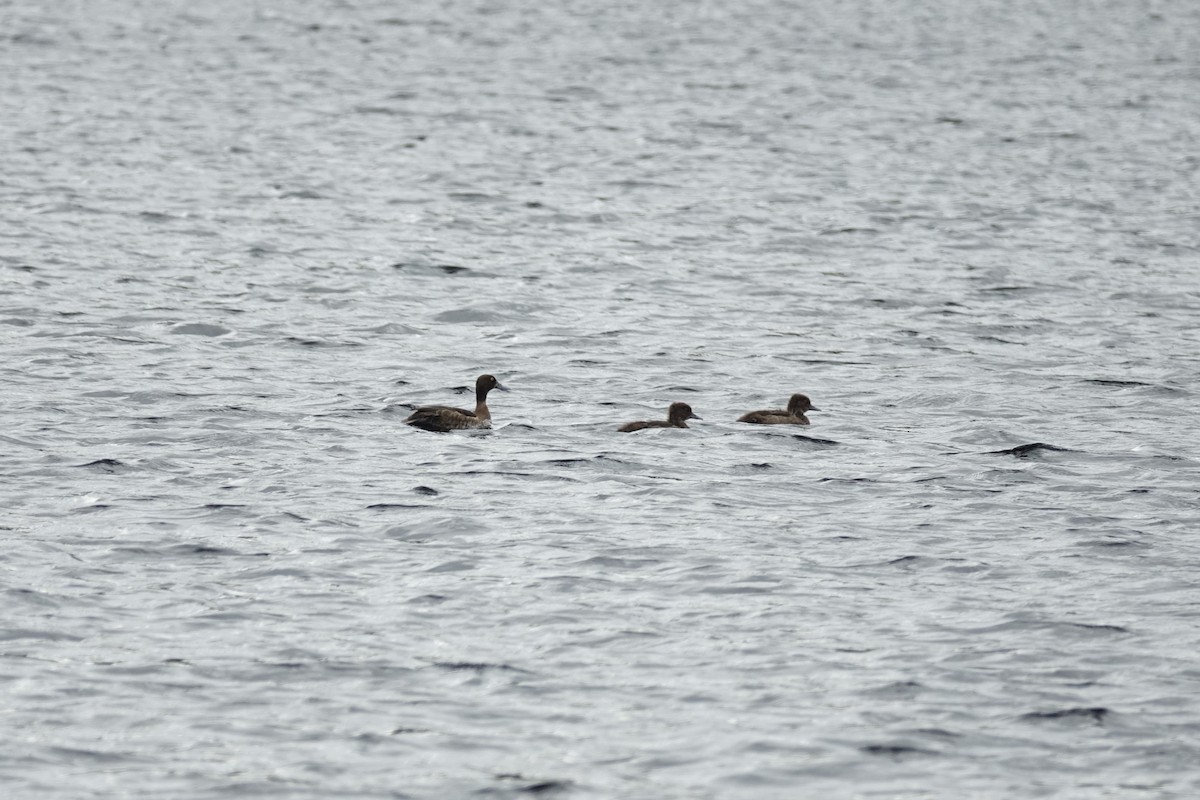 Tufted Duck - ML644144170