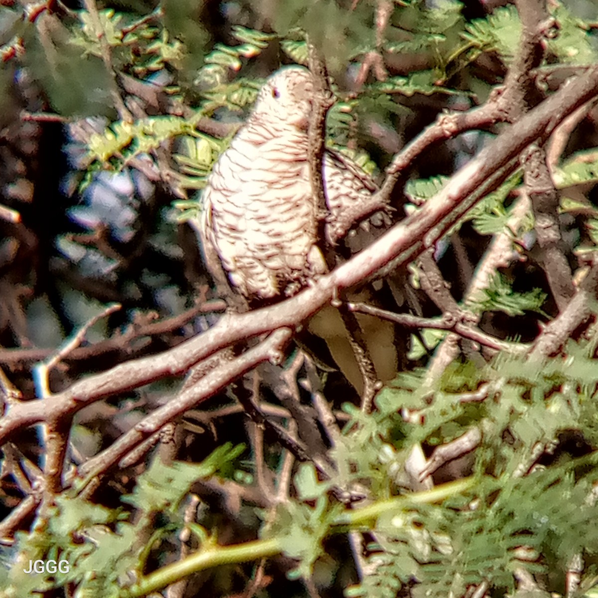 Scaled Dove - ML644144171