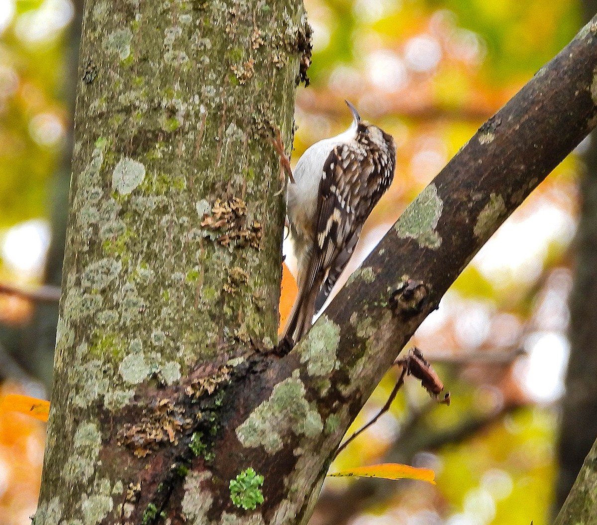 Brown Creeper - ML644144172