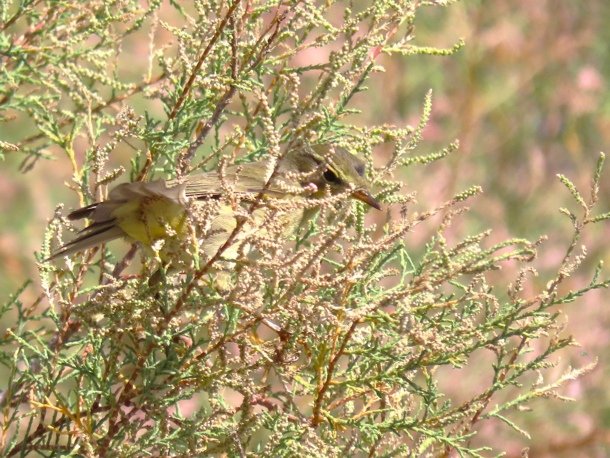 Willow Warbler - ML644144173