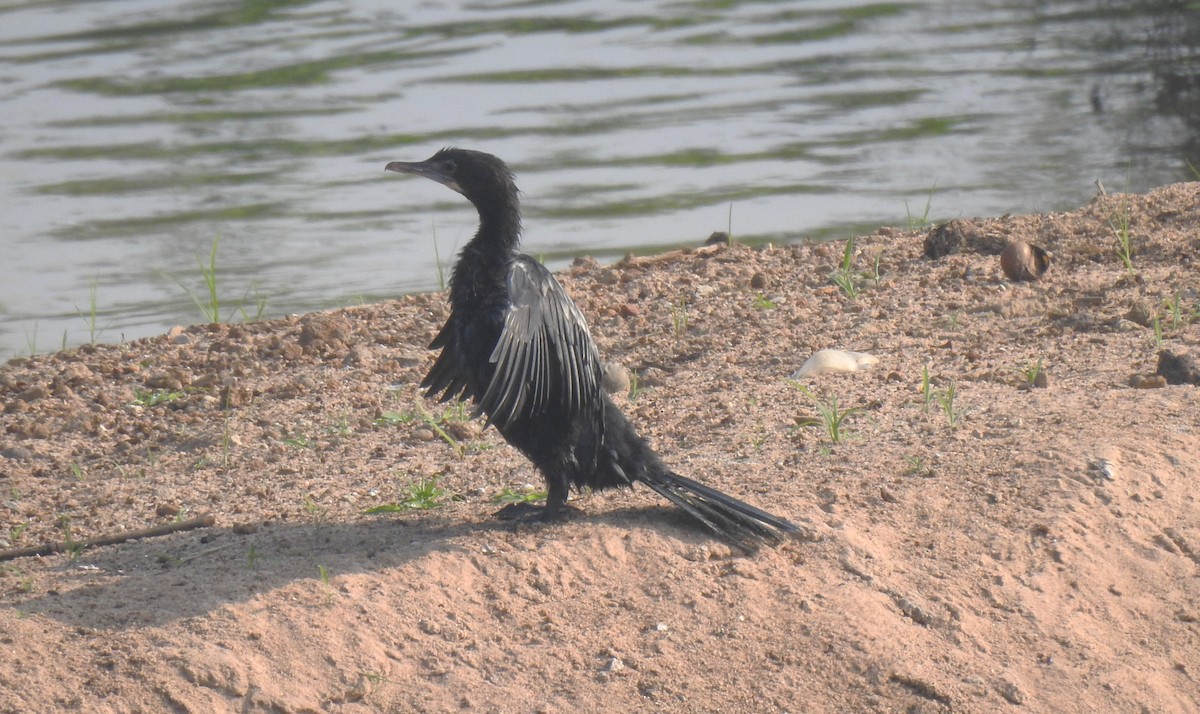 Little Cormorant - ML644144174