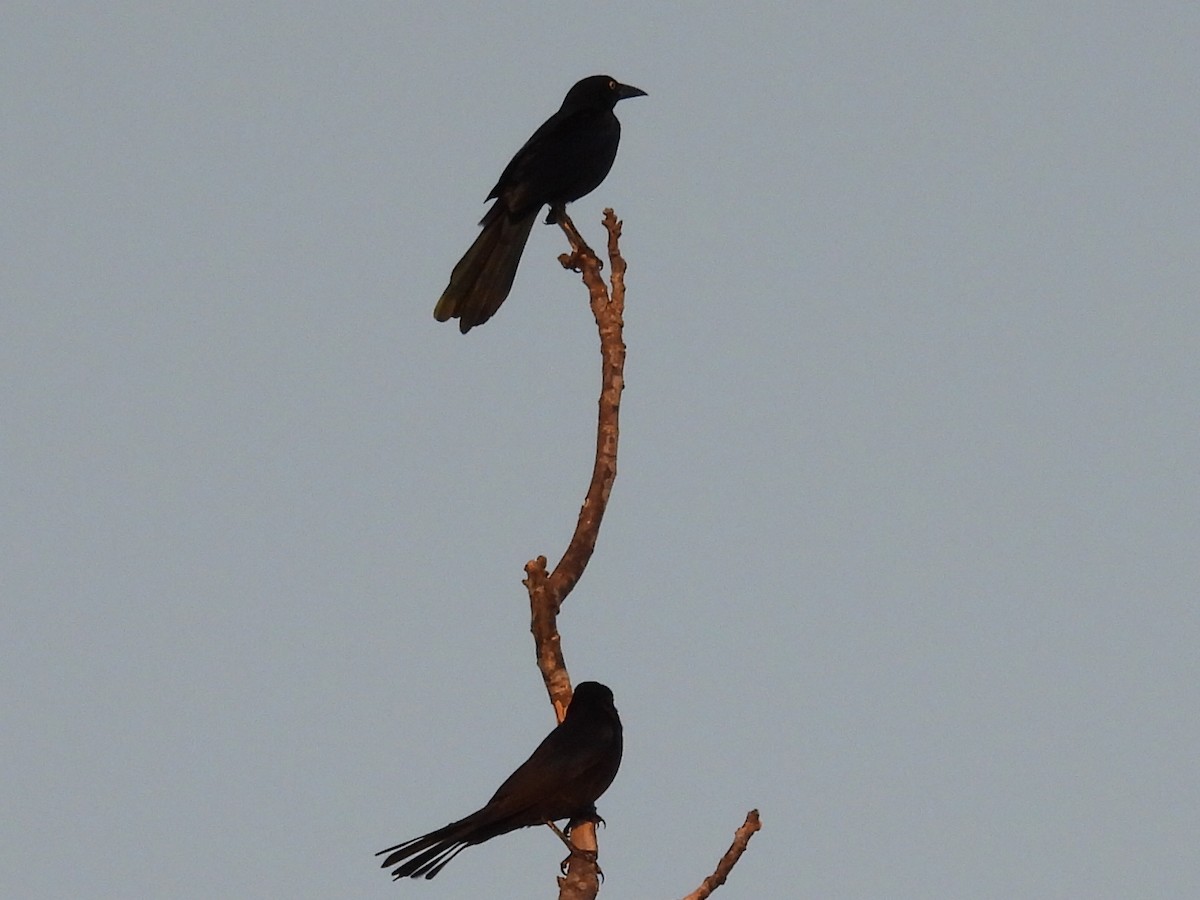 Common Grackle - ML644144175