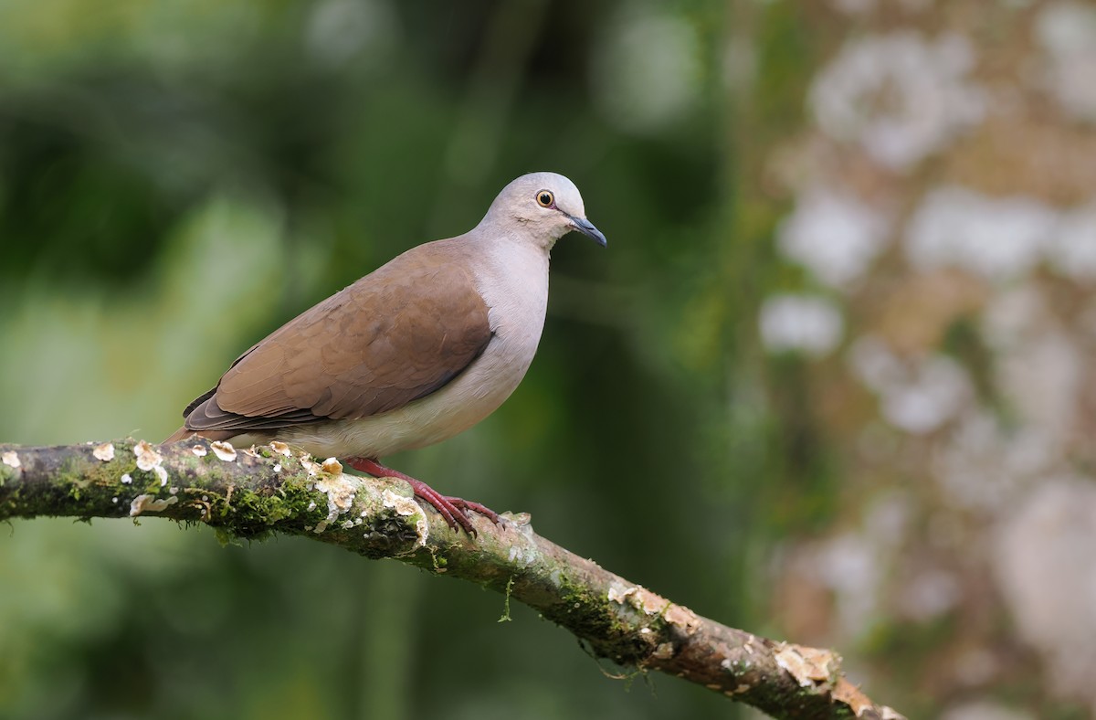 Pallid Dove - ML644144178