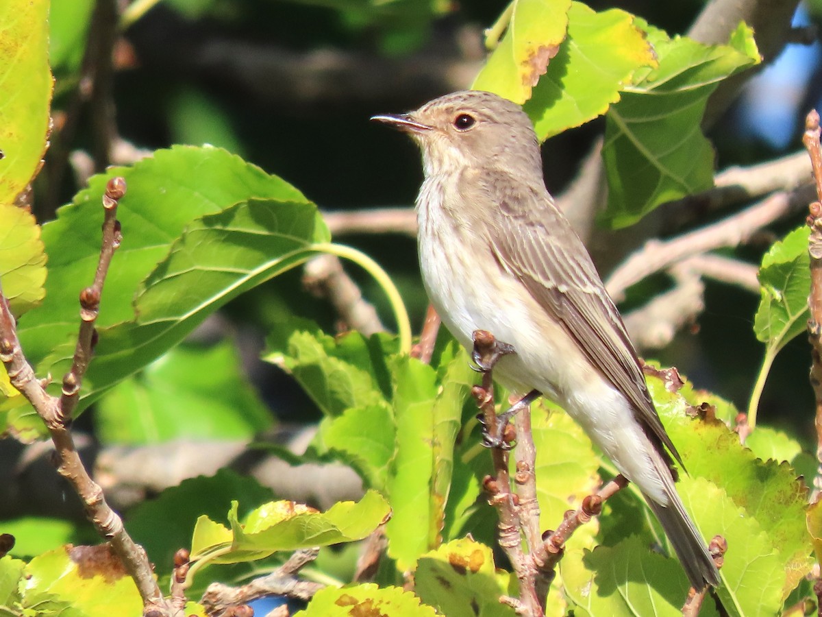 Spotted Flycatcher - ML644144180