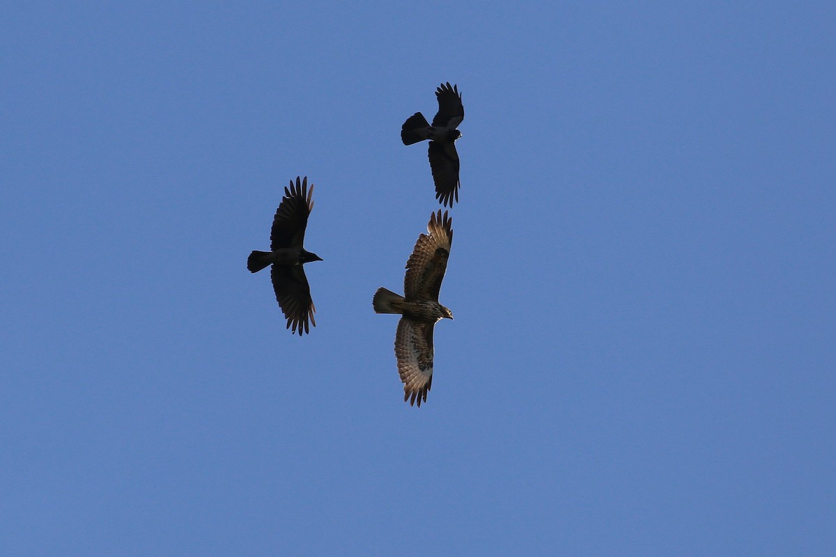 Common Buzzard (Western) - ML644144183