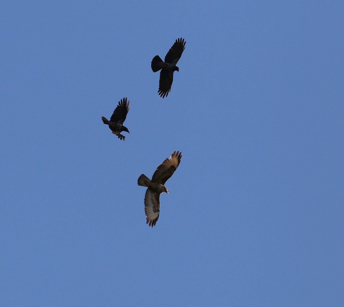 Common Buzzard (Western) - ML644144184