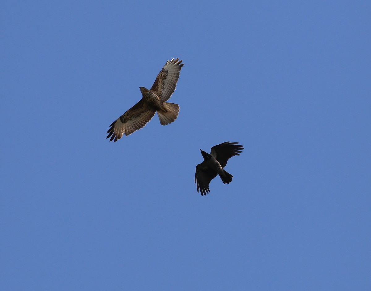 Common Buzzard (Western) - ML644144186