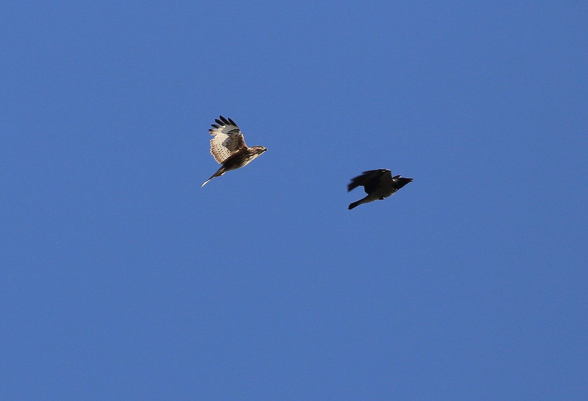Common Buzzard (Western) - ML644144187