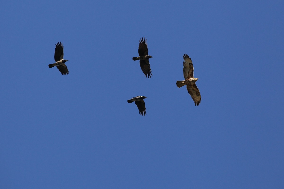 Common Buzzard (Western) - ML644144188