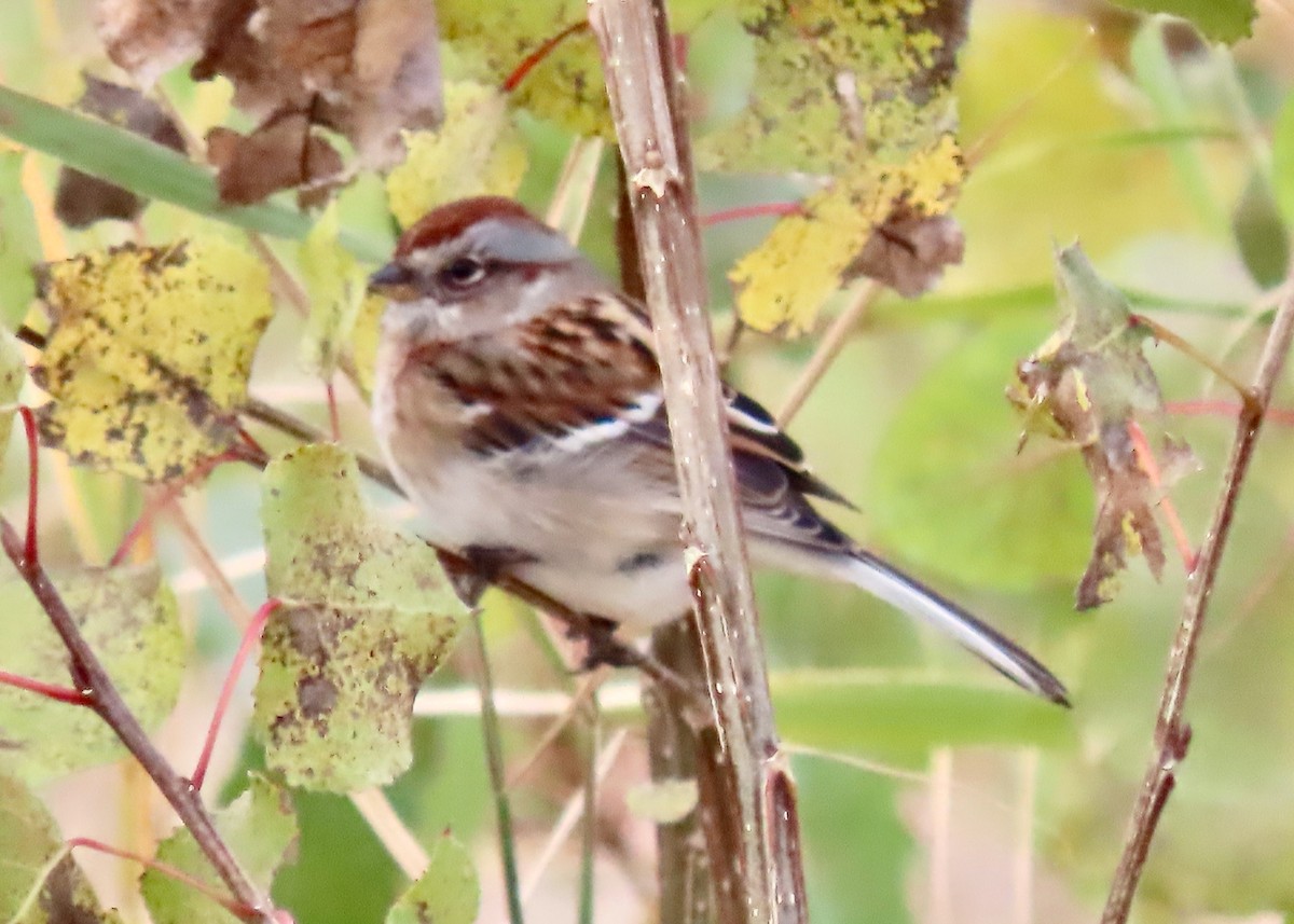 American Tree Sparrow - ML644144190