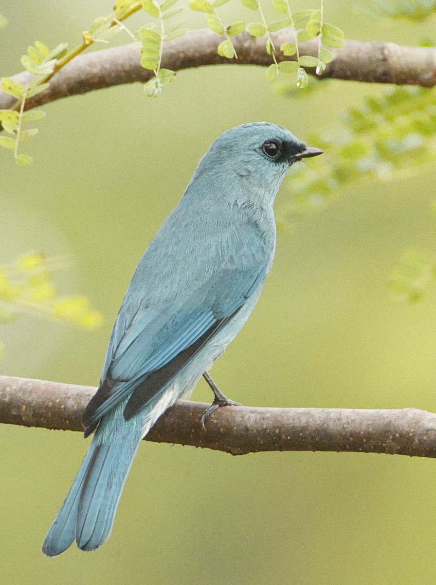 Verditer Flycatcher - ML644144193
