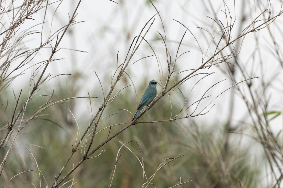 Verditer Flycatcher - ML644144194