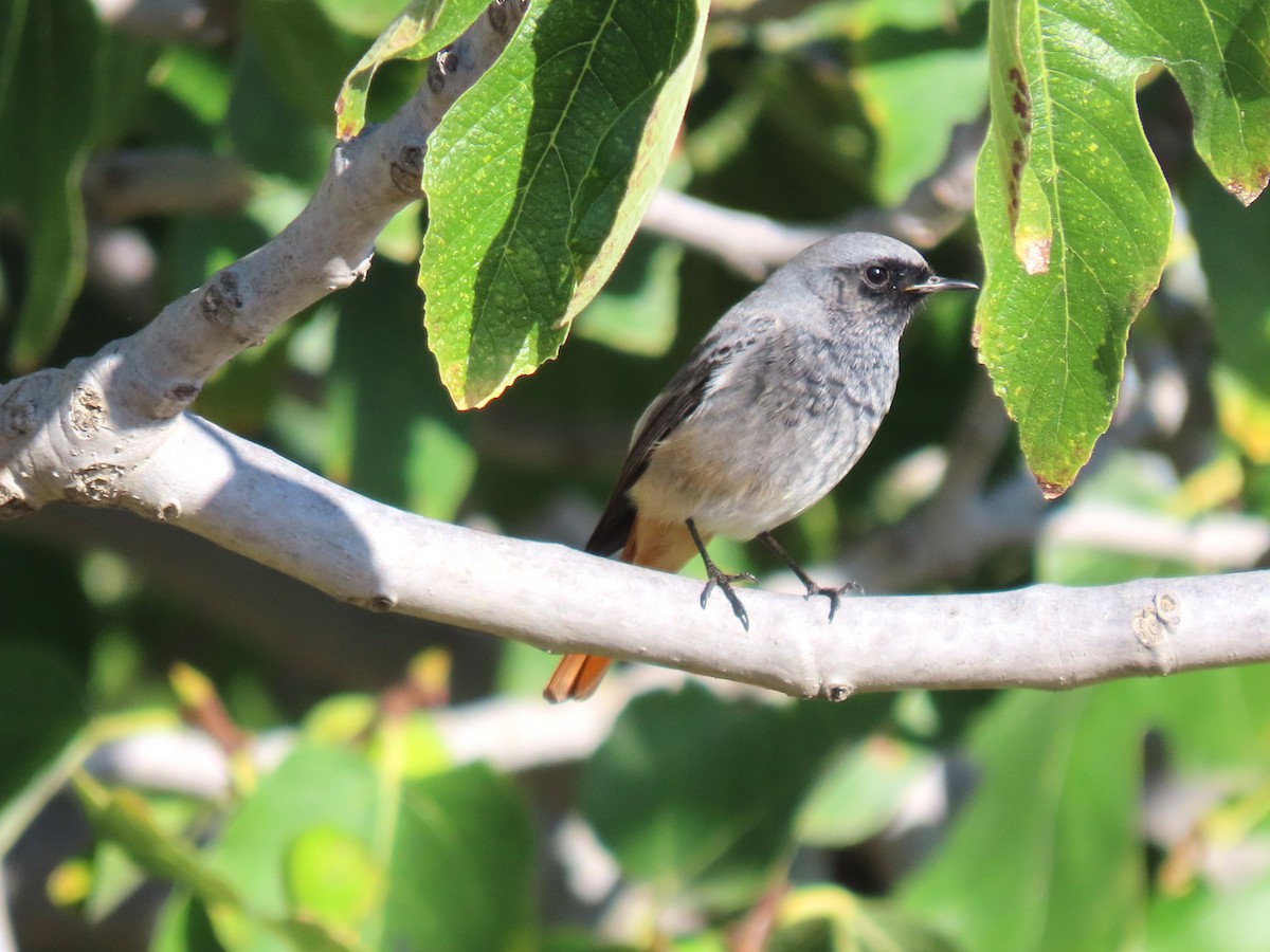 Black Redstart - ML644144195