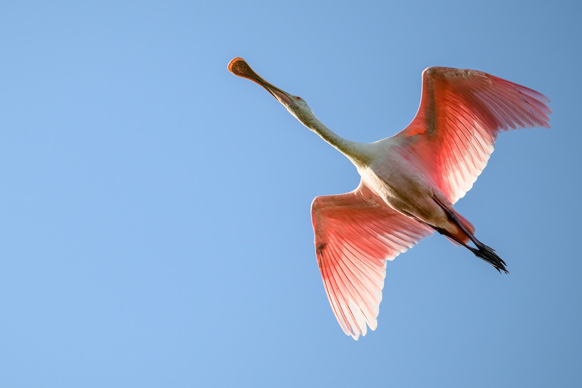 Roseate Spoonbill - ML644144196