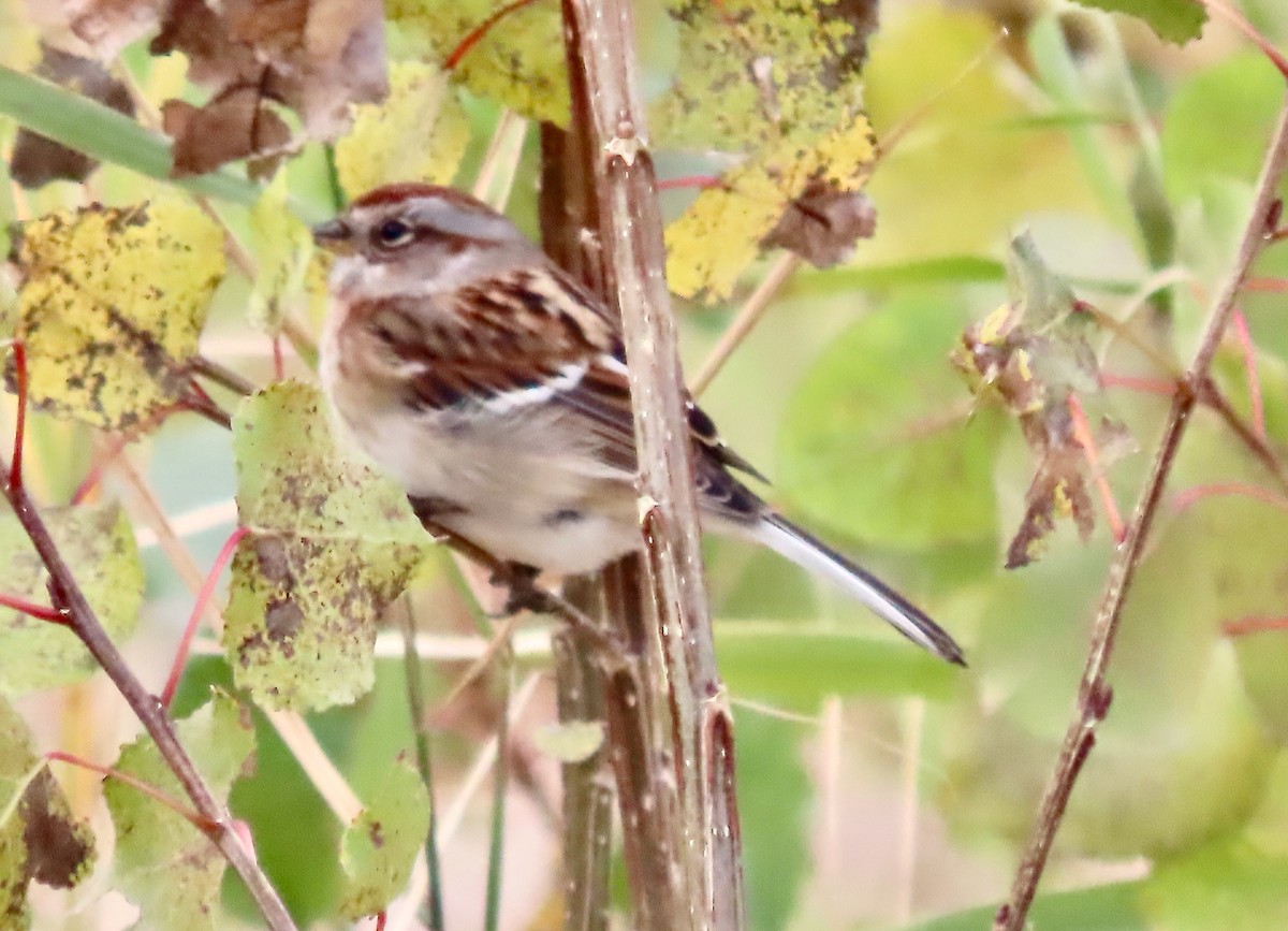 American Tree Sparrow - ML644144199