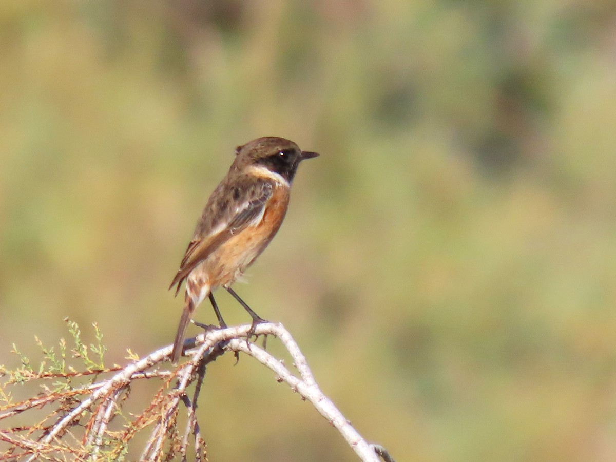 European Stonechat - ML644144201