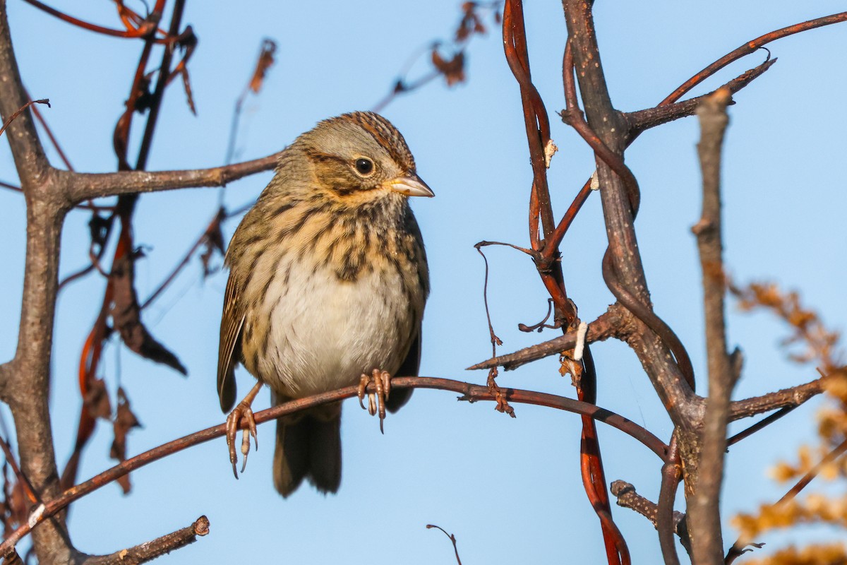 Lincoln's Sparrow - ML644144210