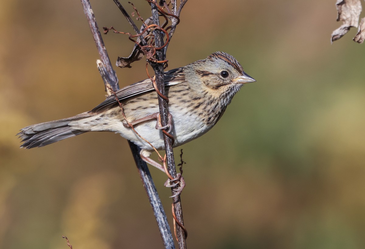 Lincoln's Sparrow - ML644144211