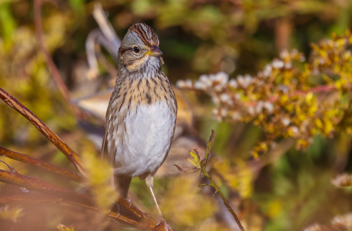 Lincoln's Sparrow - ML644144212