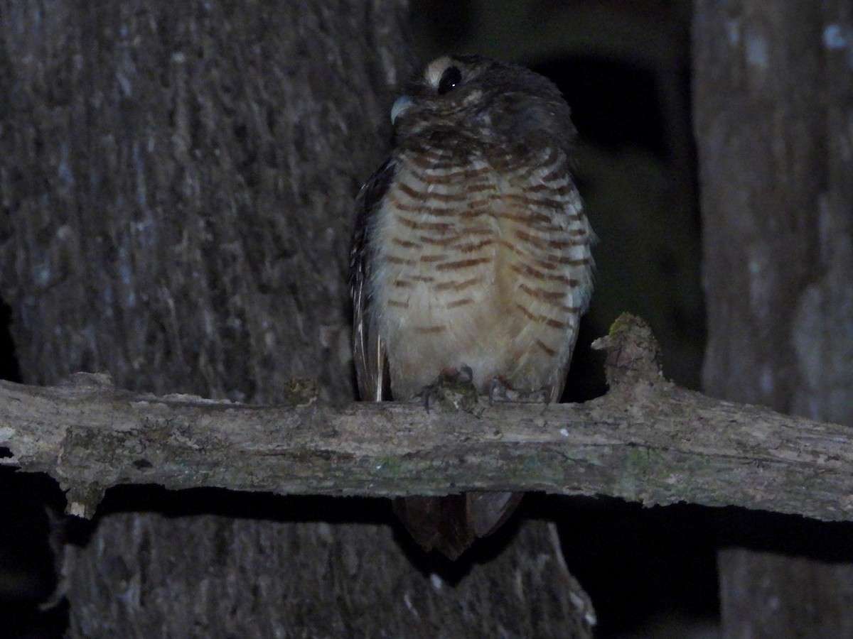 White-browed Owl - ML644144215
