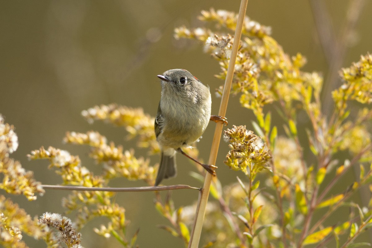 Ruby-crowned Kinglet - ML644144219