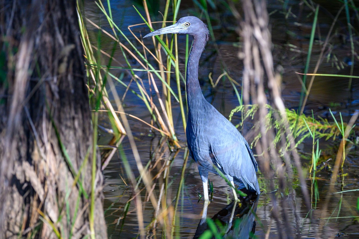 Little Blue Heron - ML644144220