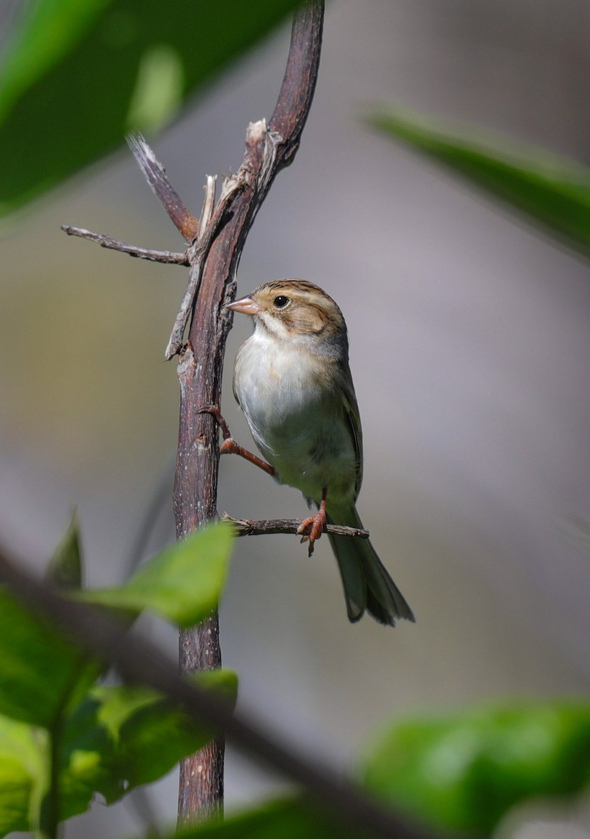 Clay-colored Sparrow - ML644144225