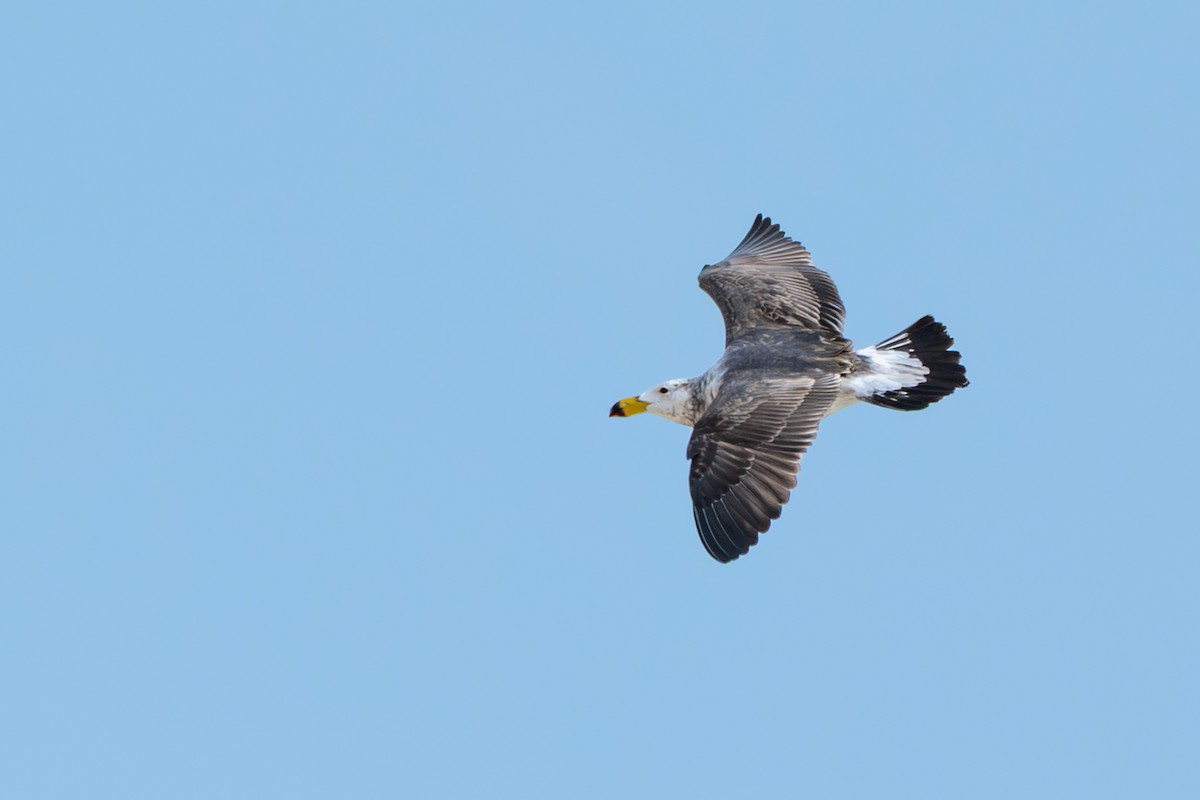 Pacific Gull - ML644144226
