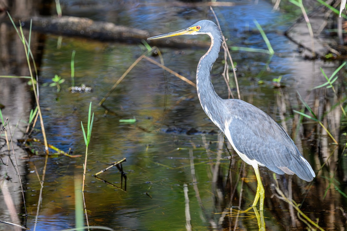 Tricolored Heron - ML644144232
