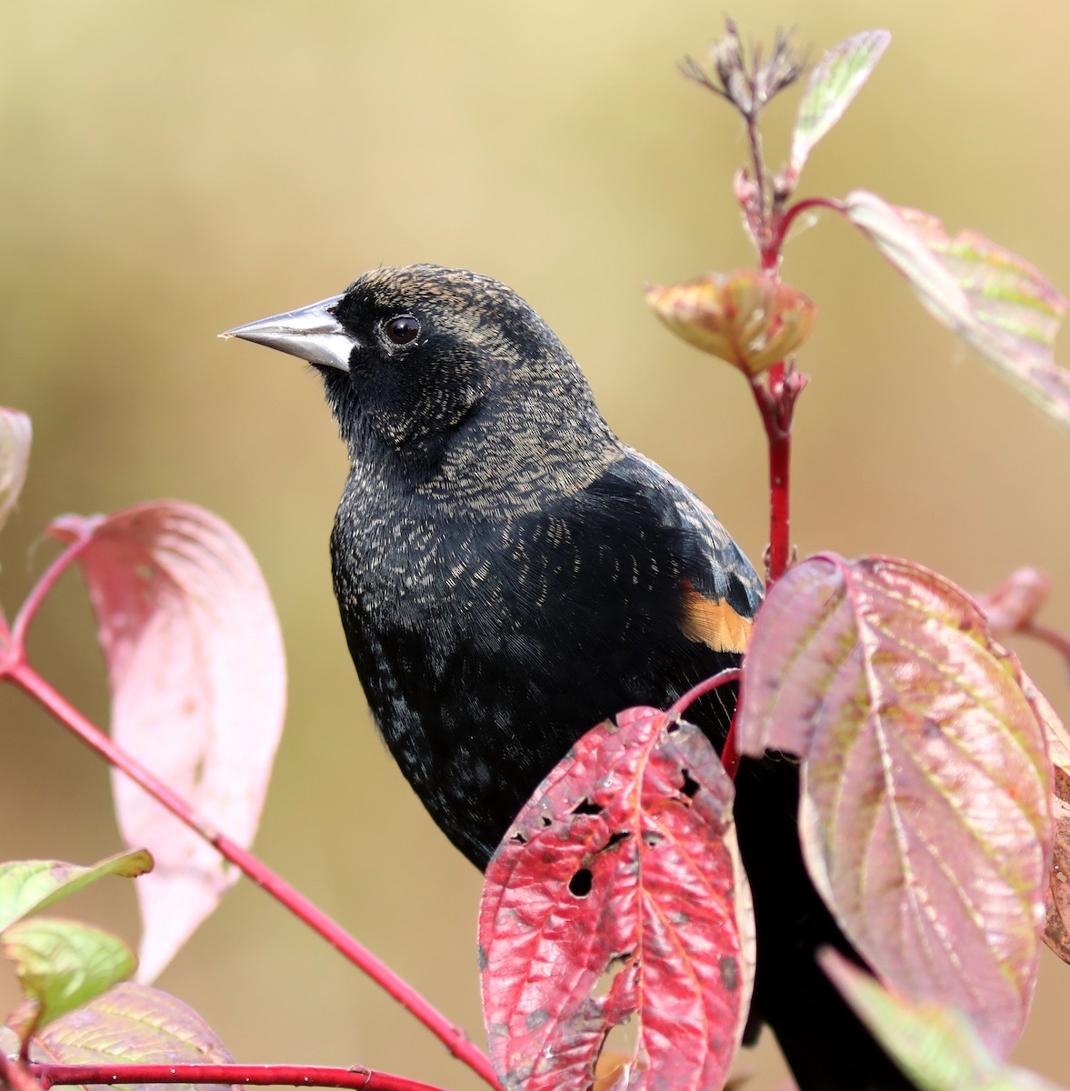 Red-winged Blackbird - ML644144235