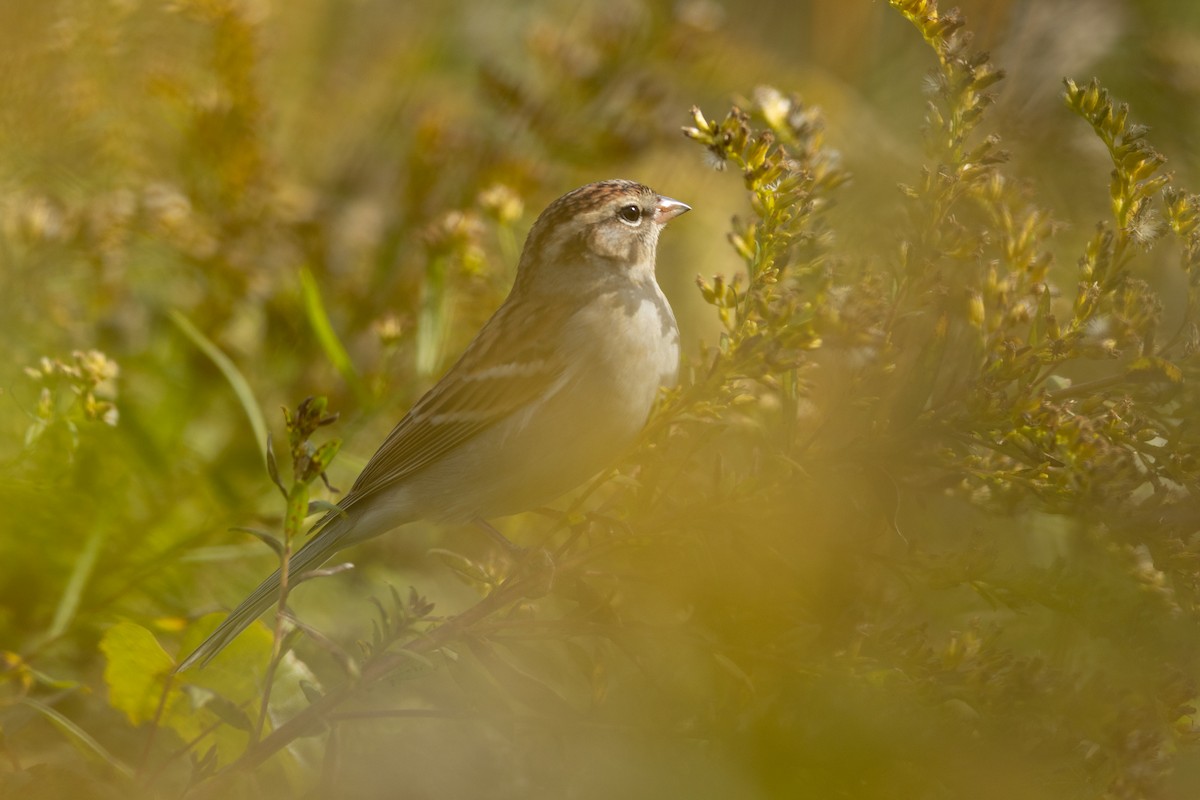 Chipping Sparrow - ML644144237